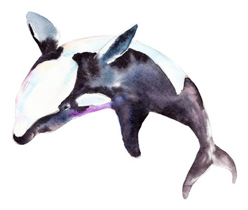 水彩逆戟鲸,孤立的白色背景上的手绘插画照片