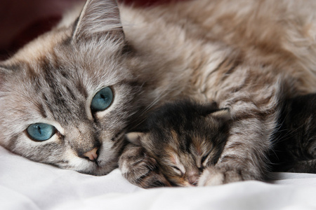 猫和她的小猫睡觉