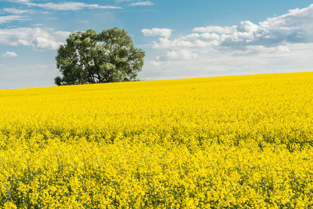 午后的阳光和云图片