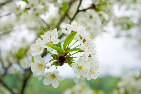 苹果花