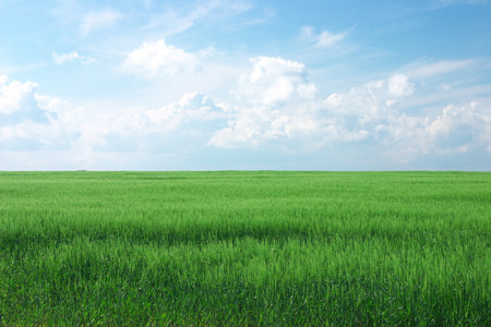多云的麦田绿色的麦田,多云的蓝天照片