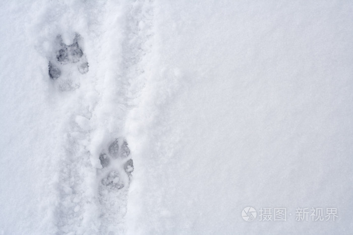 黄鼠狼雪地脚印图片图片