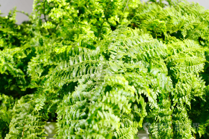 蕨类植物
