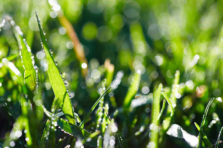 晨光中的湿草的特写。散景灯在湿漉漉的草地