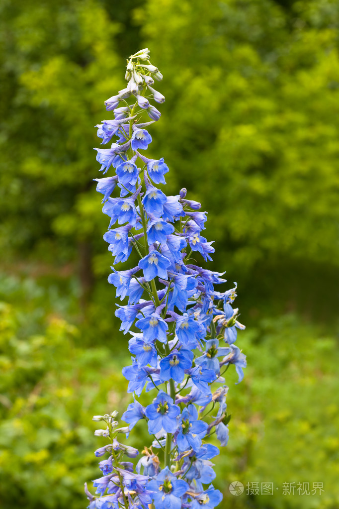 飞燕草飞燕草子翠雀花