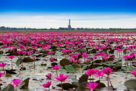 海的红莲花，红莲花泰国沼泽红海莲花