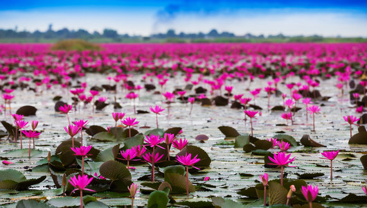 海的红莲花，红莲花泰国沼泽红海莲花