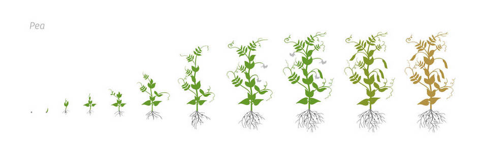 豌豆豌豆大蒜栽培农业增长阶段矢量图
