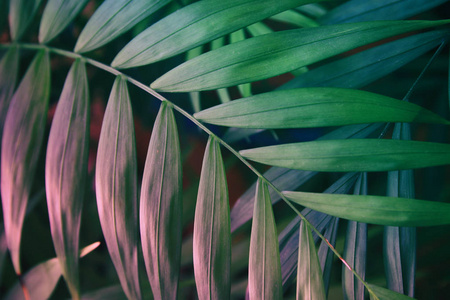 热带叶上柔和的粉红色背景。花卉背景