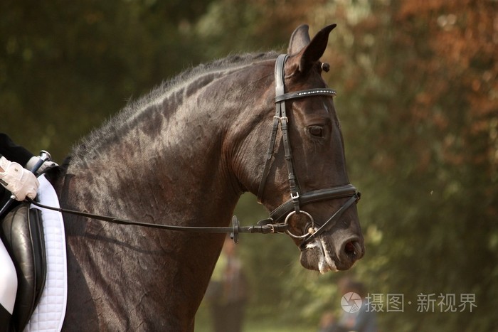 马笼头黑色运动马画像