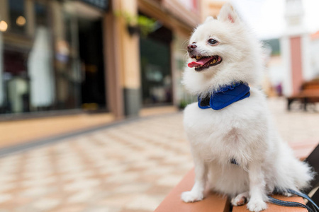 在室外的白色博美犬狗