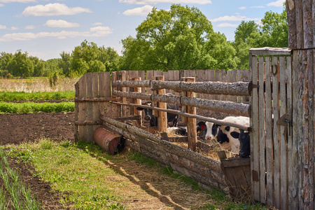牛是在俄罗斯农村围场在夏天