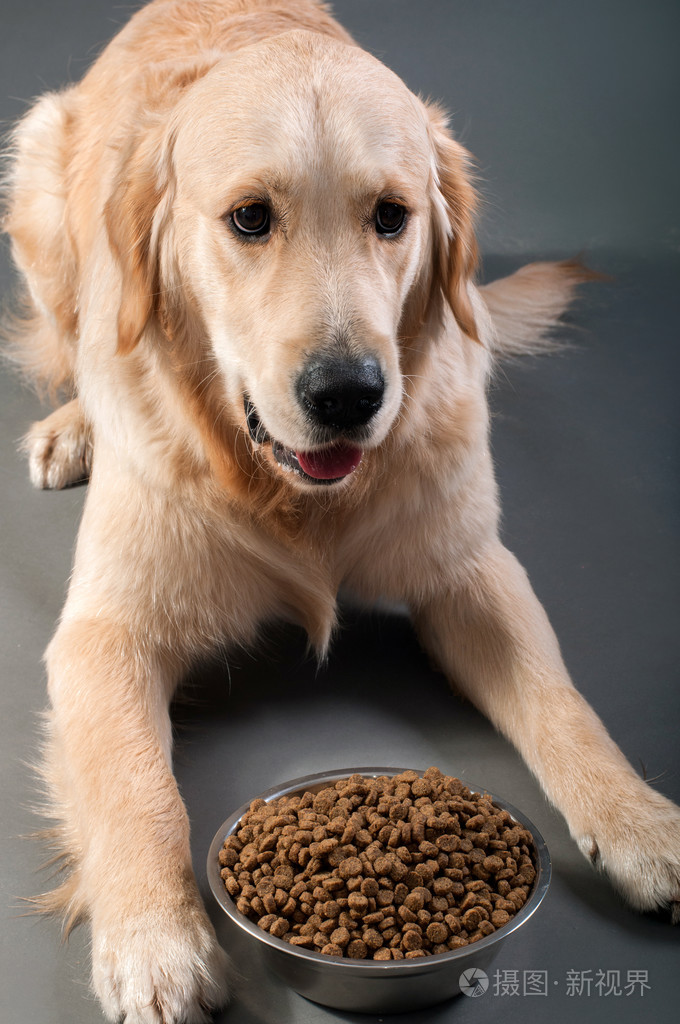 黄金猎犬与宠物食品