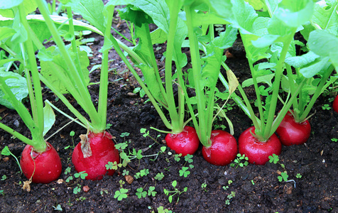 成熟的椭圆形红色萝卜照片