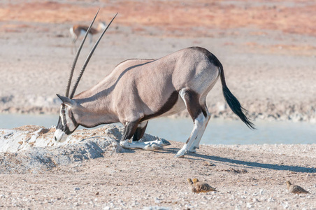 羚羊，又称长角羚，跪地喝水