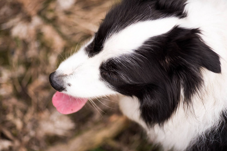 上述的边境牧羊犬