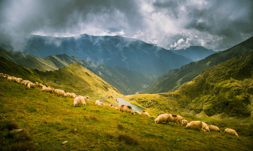 美丽的风景，在喀尔巴阡山放牧绵羊