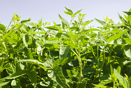 大豆叶子图片