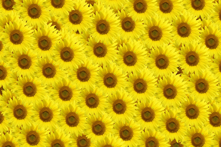 花，向日葵的背景