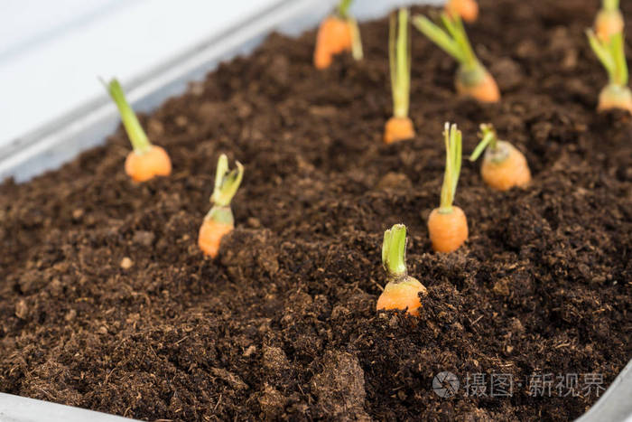 宝贝胡萝卜生长在土壤中