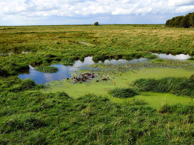 野生的沼泽沼泽图片