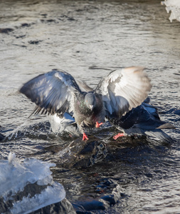 鸽子在河里沐浴在冬天