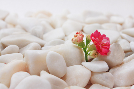 白色石头上的粉红色花朵