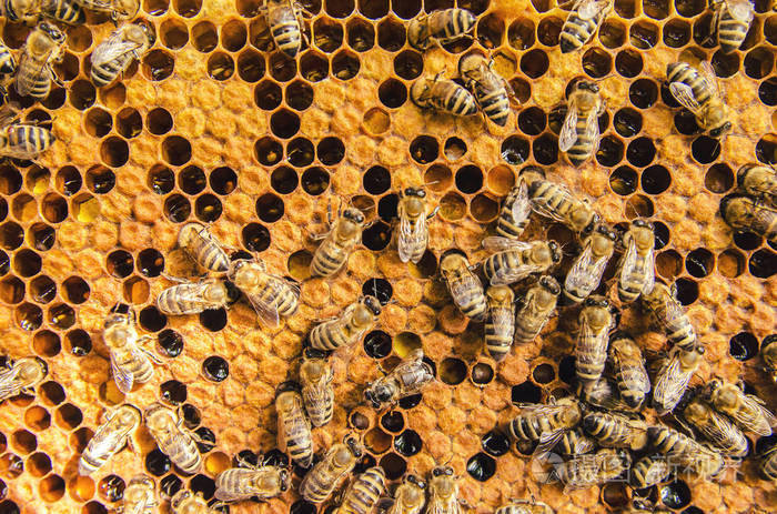 蜜蜂巢在蜂巢蜂窝照片-正版商用图片00tjbk-摄图新视界