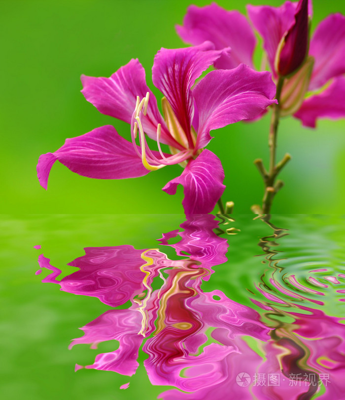 紫荆花照片-正版商用图片00tl9w-摄图新视界