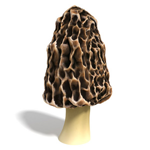 一羊肚菌蘑菇图片