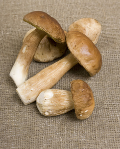 牛肝菌的蘑菇。秋天 cep 蘑菇