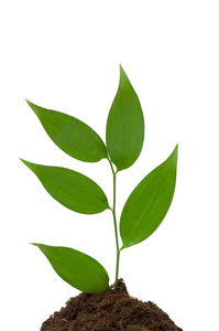 保护苗图片-保护苗素材-保护苗插画-摄图新视界