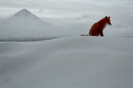 冬天的寂寞，狐狸生活