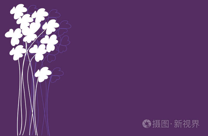 白三叶草花紫色背景