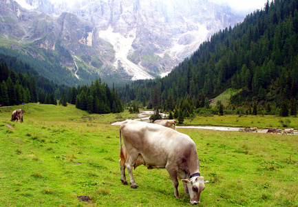绿绿绿绿的草地上牛照片