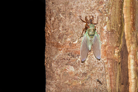 夜晚昆虫夜晚的蝉和蚂蚁照片