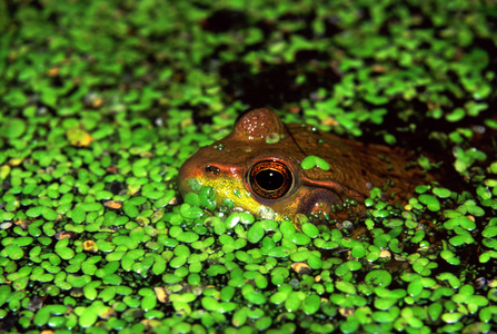 绿色的青蛙，在伊利诺伊州湿地