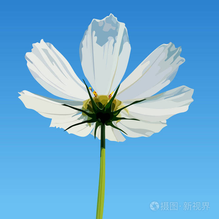 画在蓝蓝的天空背景上的白花
