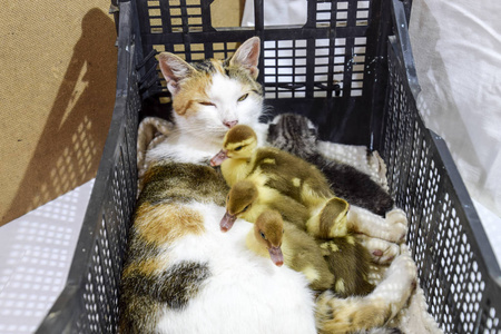 猫养小鸭妈妈。猫在篮子与猫和接受麝香鸭子小鸭
