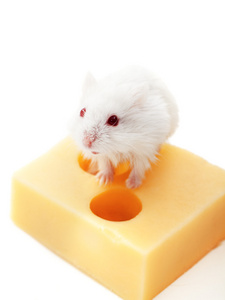 白老鼠和奶酪