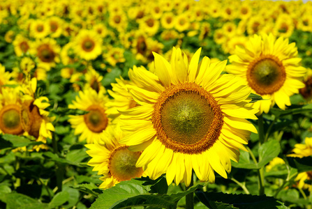 向日葵，葵花 sunflower的名词复数 