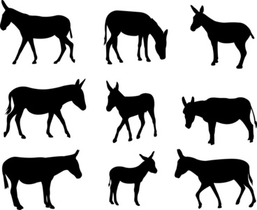 骡子和驴的轮廓