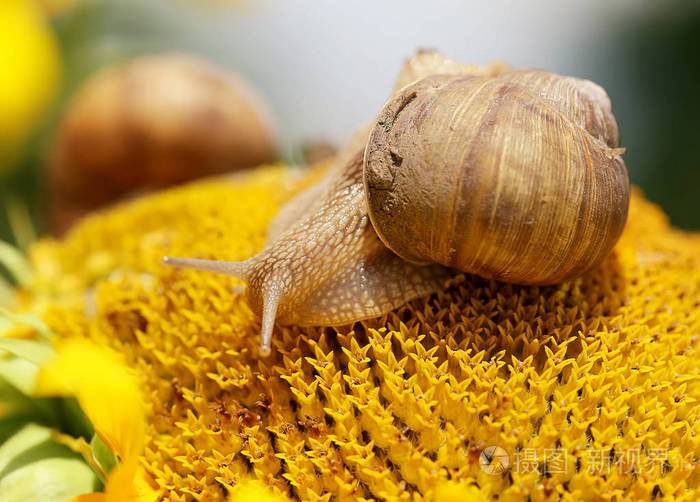 蜗牛爬过的向日葵头.特写