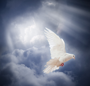 白鸽飞图片