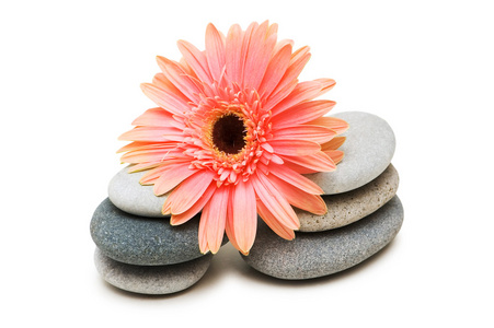 粉红色的格伯雏菊和鹅卵石