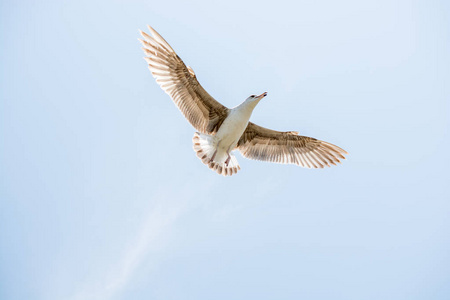 单海鸥飞翔在天空作为背景
