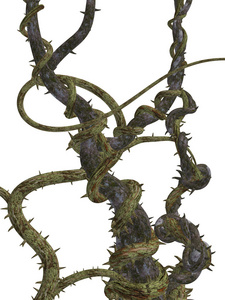 带刺的攀藤照片