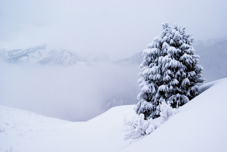 一棵松树和雪