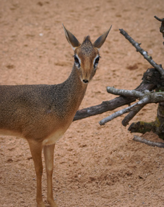 小羚羊 DikDik