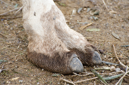 骆驼的脚一只骆驼的脚照片
